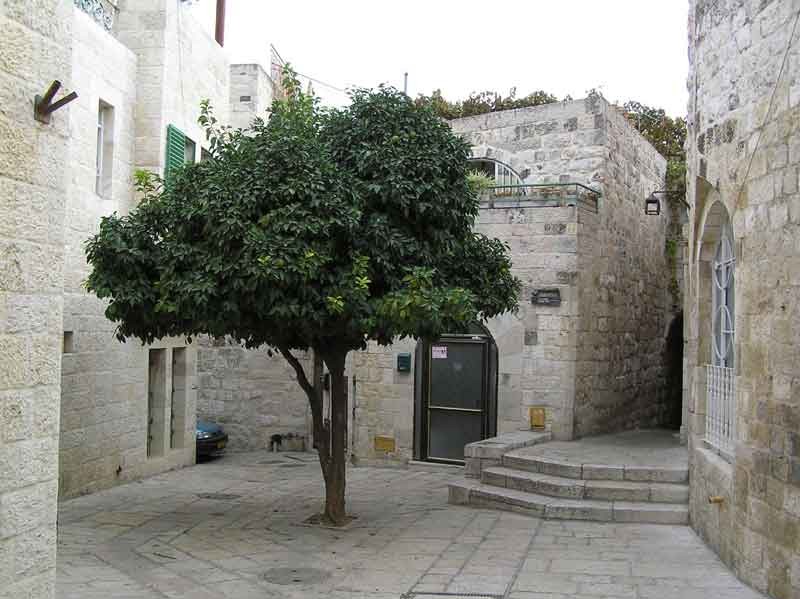 Иерусалимское дерево фото