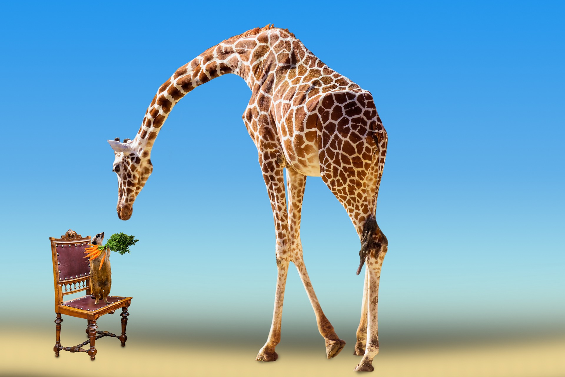 Жираф со спины